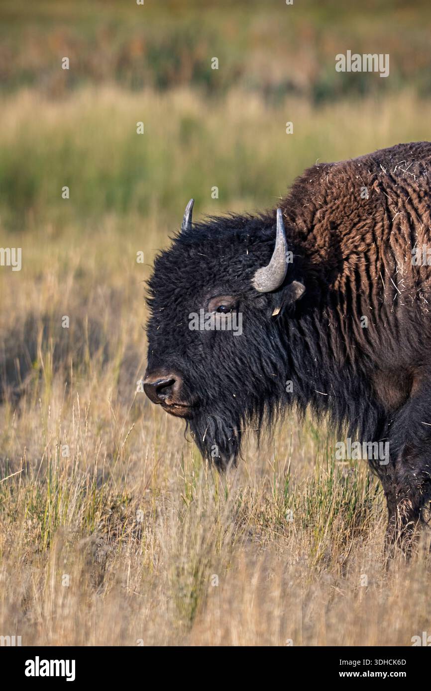 États-Unis, Utah, Syracuse, Antelope Island, Antelope Island State Park, Wild Bison Banque D'Images