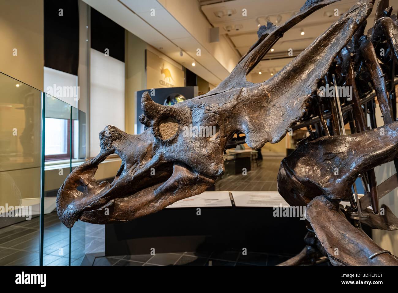 Gros plan du squelette de Chasmosaurus russelli au Musée canadien de la nature. Ottawa, Canada - 15 décembre 2025. Banque D'Images