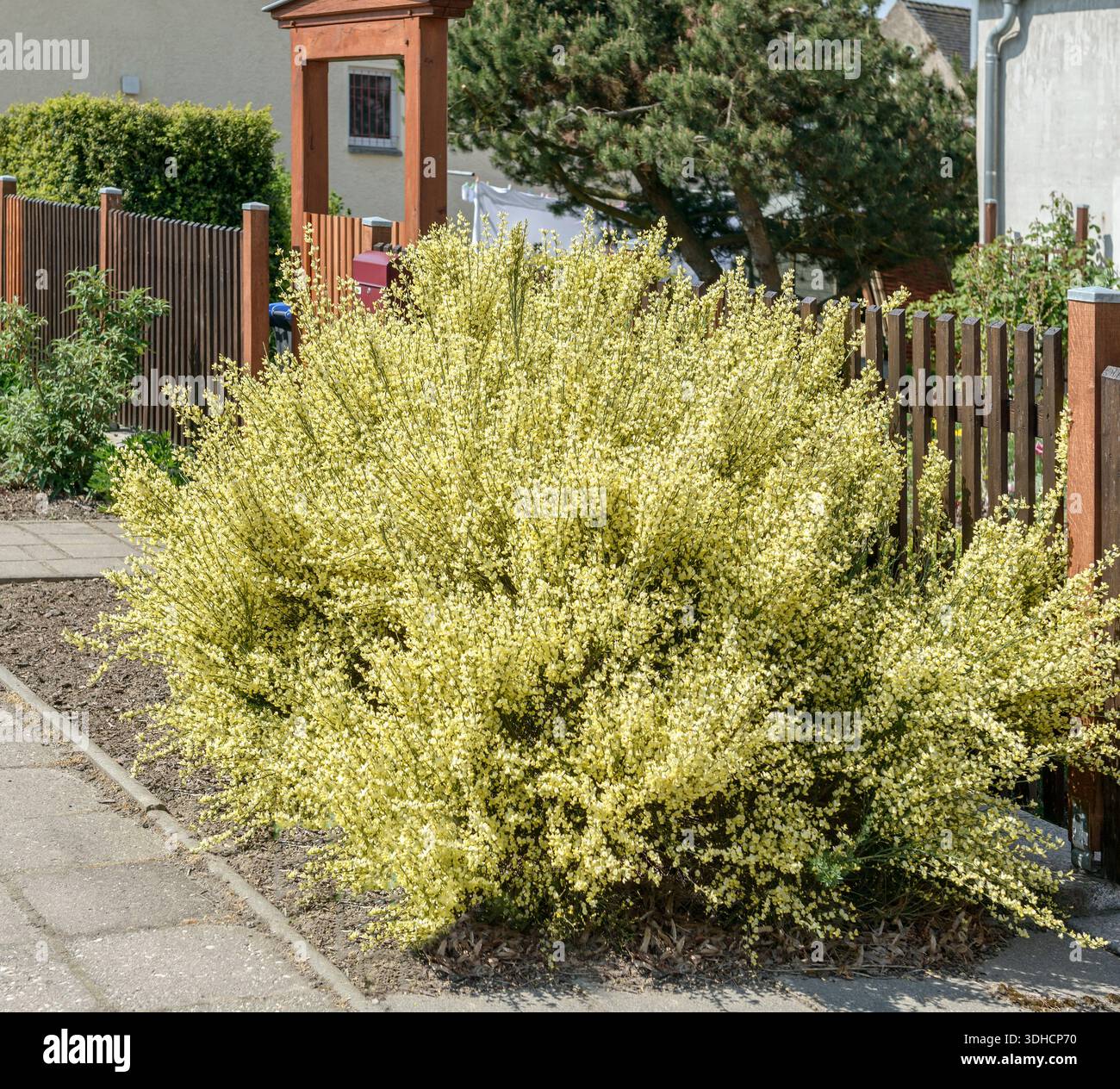Elfenbein-Ginster (Cytisus × praecox) Banque D'Images
