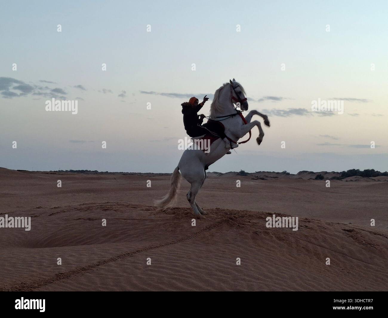 Homme chevauchant un cheval blanc sur les dunes au coucher du soleil en Tunisie Banque D'Images