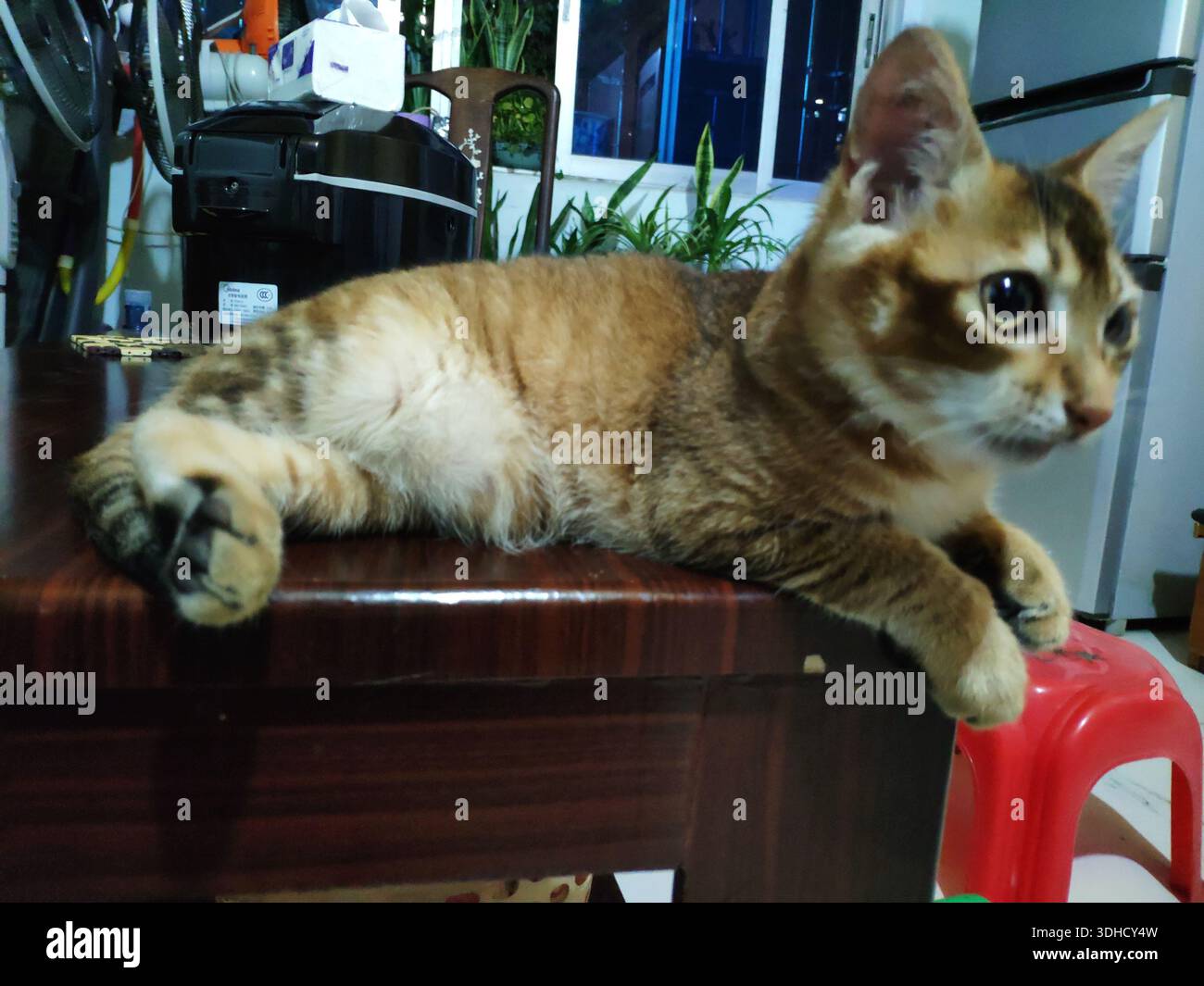Un chat tabby curieux se prélassant sur une table en bois, regardant latéralement avec de larges yeux Banque D'Images