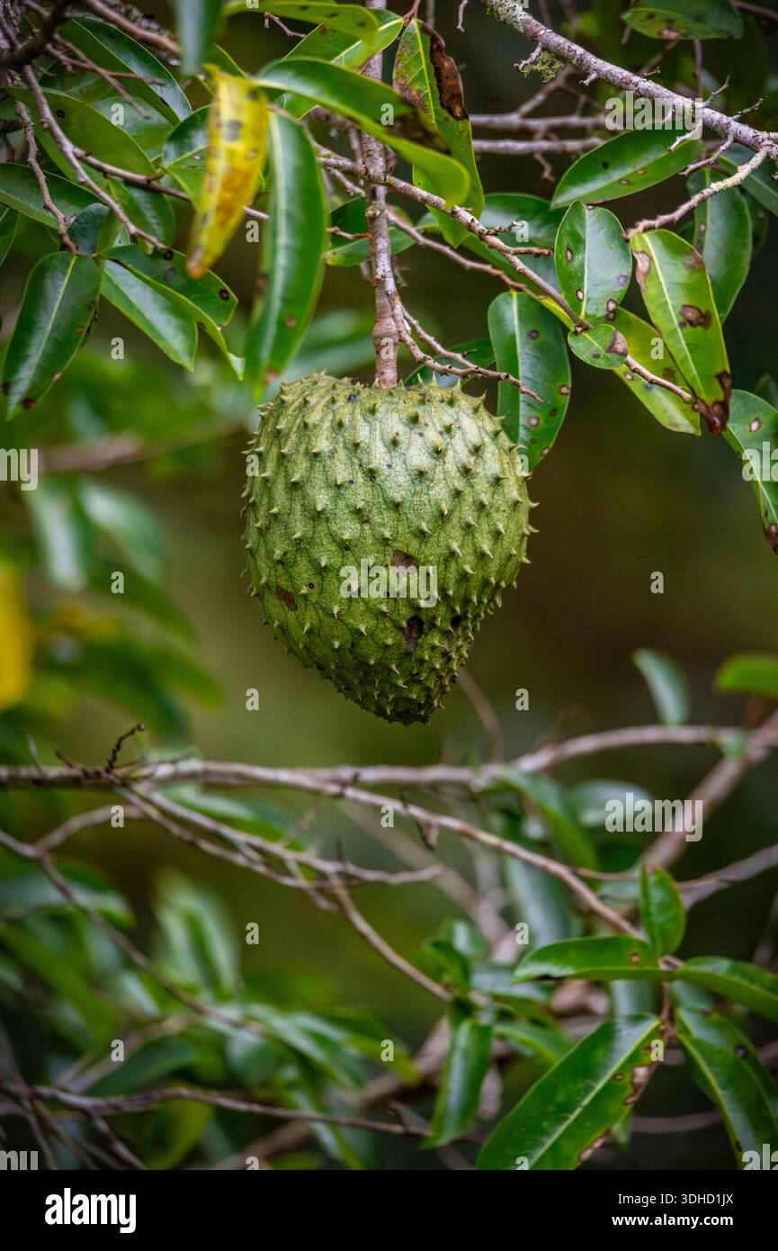 Costa Rica, Province de Puntarenas, municipalité de Coto Brus, réserve de biosphère de Talamanca-Amistad, site du patrimoine mondial de l'UNESCO, jardin botanique R.Y.C. Wilson, Soursop ou Spiny Soursop ou cachiment (Annona muricata) Banque D'Images