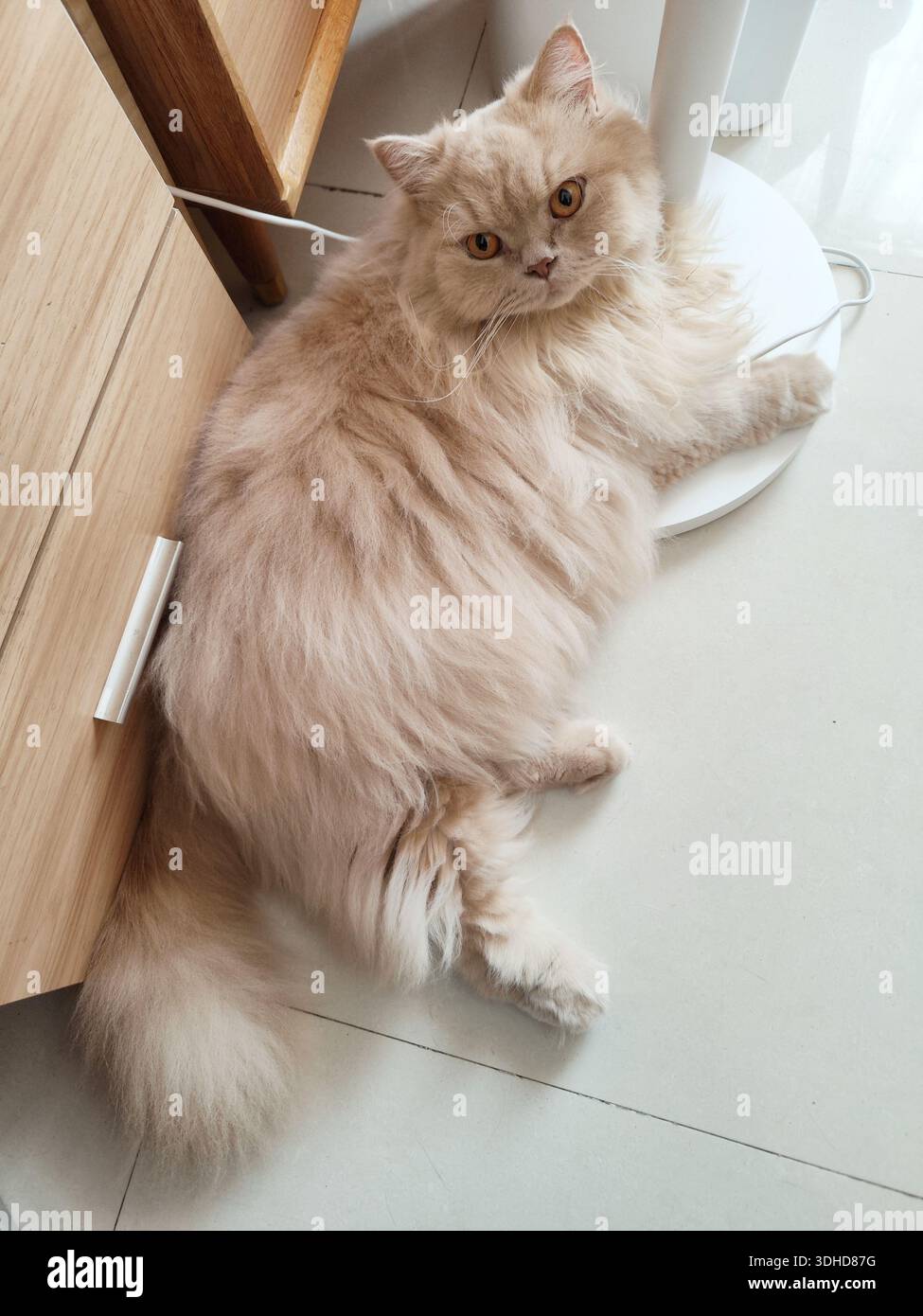 Chat persan moelleux se prélassant sur le sol carrelé à côté de l'armoire en bois Banque D'Images