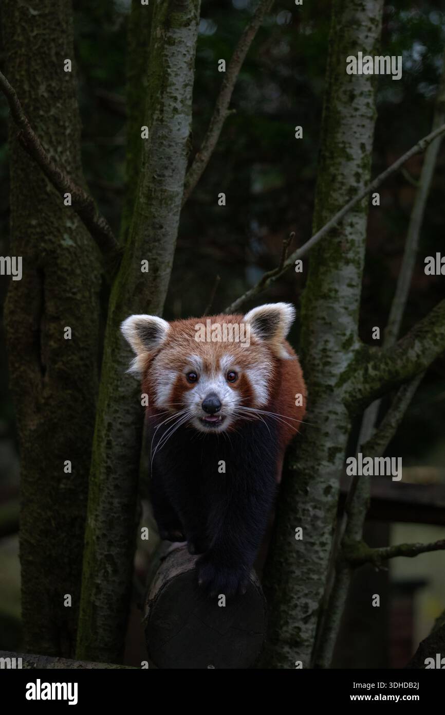 Red Panda glisse le long du chemin en souriant Banque D'Images