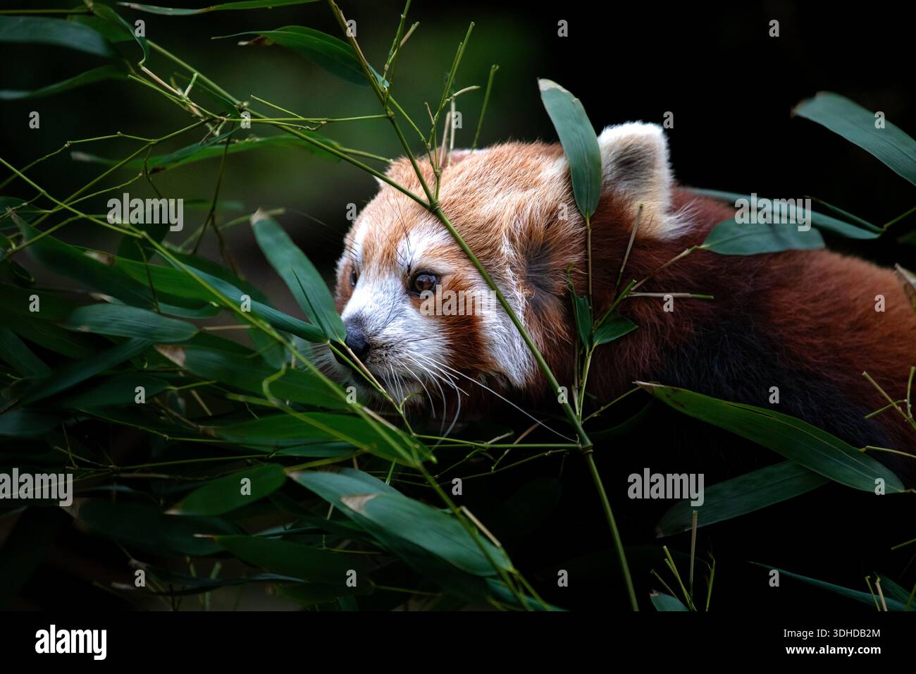 Majestueux Panda rouge se trouve dans le feuillage Banque D'Images