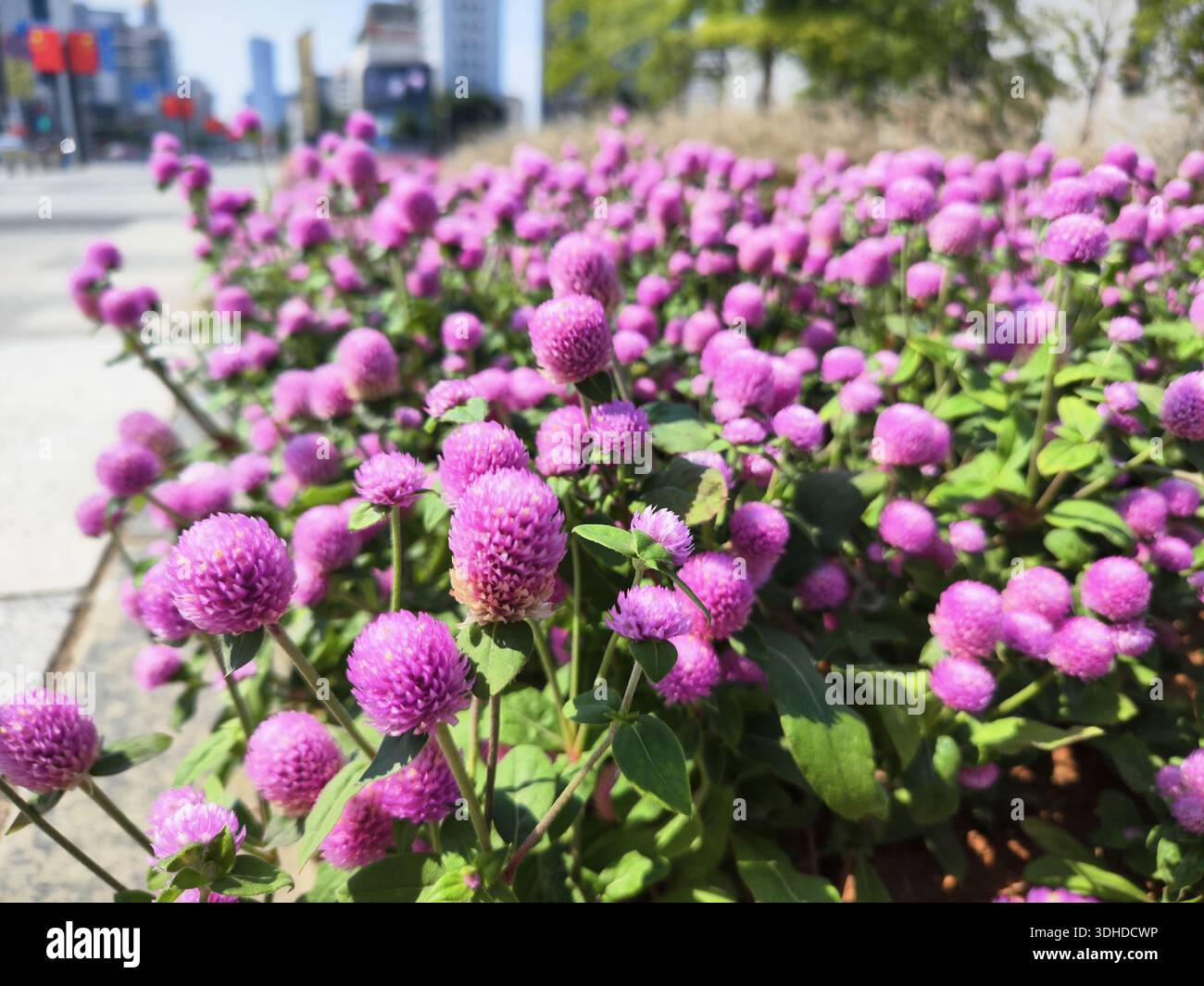 Vibrante Purple Globe Amaranth Flowers dans Urban Garden Banque D'Images