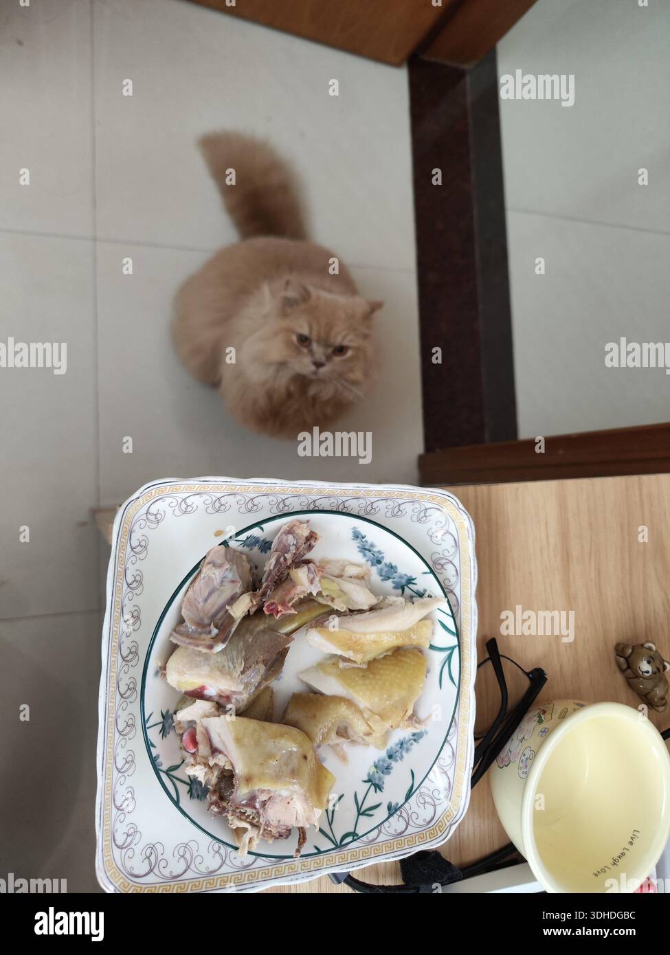 Chat moelleux regarde l'assiette de poulet sur la table Banque D'Images