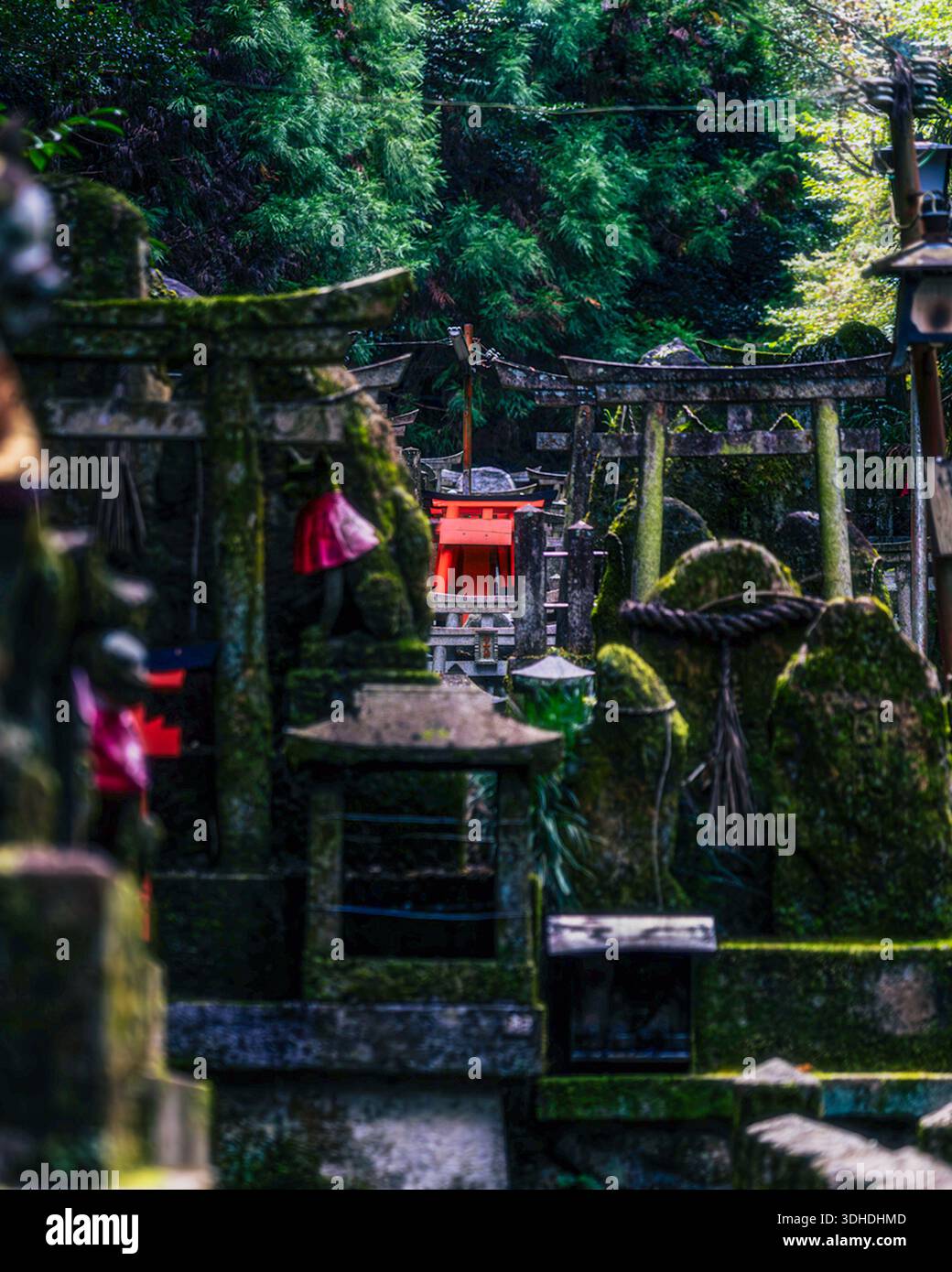 Kyoto, Japon - 18 janvier 2026 : vue sur les lanternes de pierre recouvertes de mousse et les statues nichées au milieu d'une végétation luxuriante au sanctuaire Fushimi Inari, une contra sereine Banque D'Images
