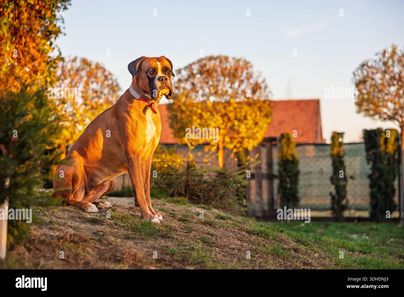 Un grand chien boxeur est assis sur une petite colline dans un jardin ensoleillé pendant l'automne. La lueur chaude du coucher de soleil met en évidence les couleurs d'automne, un cadre rural confortable et un calme Banque D'Images