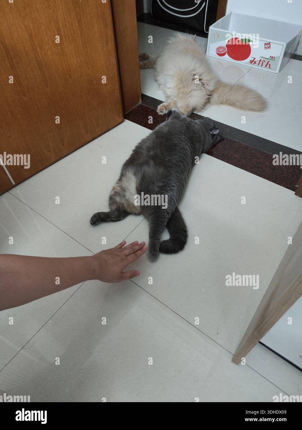 Une personne caressant doucement un chat gris allongé sur le sol, avec un chat blanc moelleux se reposant à proximité Banque D'Images