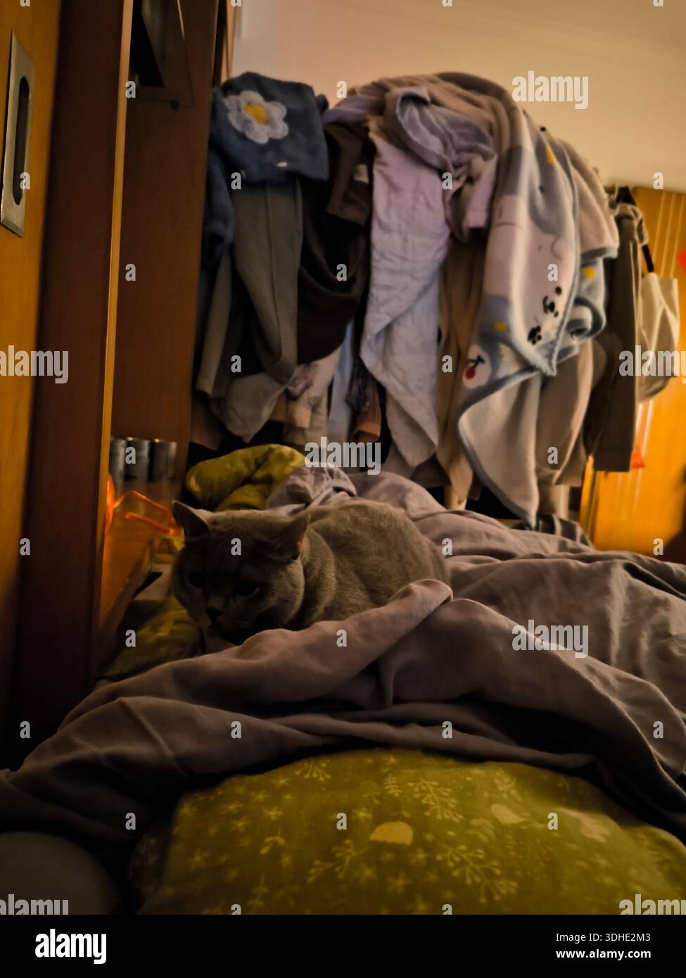 Un chat gris confortable dormant sur un lit en désordre avec des couvertures et des vêtements en arrière-plan Banque D'Images