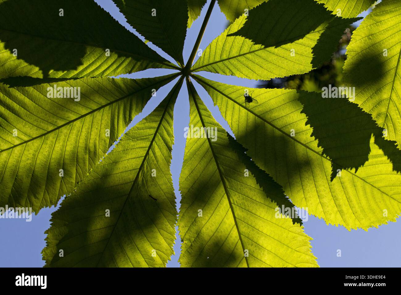 Le Marronnier Aesculus huppocastanum feuilles éclairées par le soleil matinal Chappetts Copse Hampshire et l'île de Wight Wildlife Trust Réserver près de Wes Banque D'Images