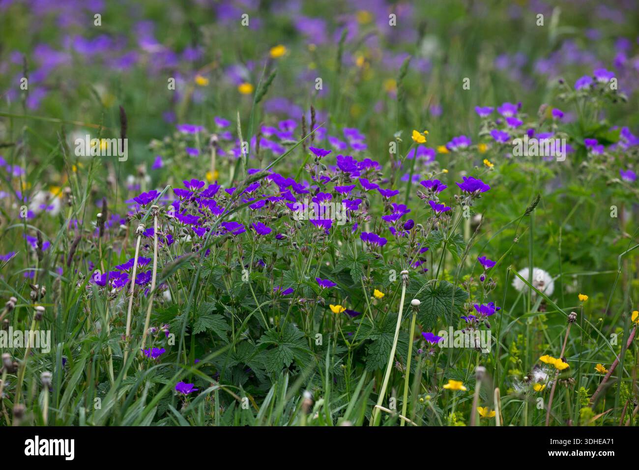 Bec de crane du bois Geranium sylvaticum dans un pré alpin, pas du Serpaton, Parc naturel régional du Vercors, France, juin 2018 Banque D'Images