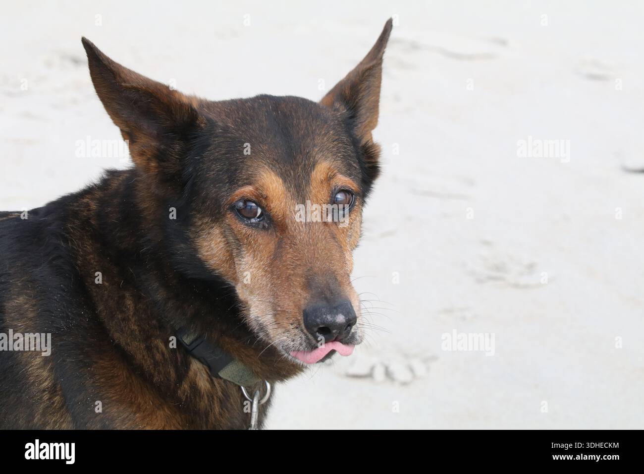 Shepard allemand sur la plage Banque D'Images