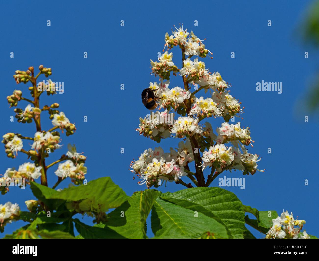 Châtaignier de cheval Aesculus hippocastanum fleurs, Kingsfield, Ringwood, Hampshire, Angleterre,Royaume-Uni, avril 2020 Banque D'Images