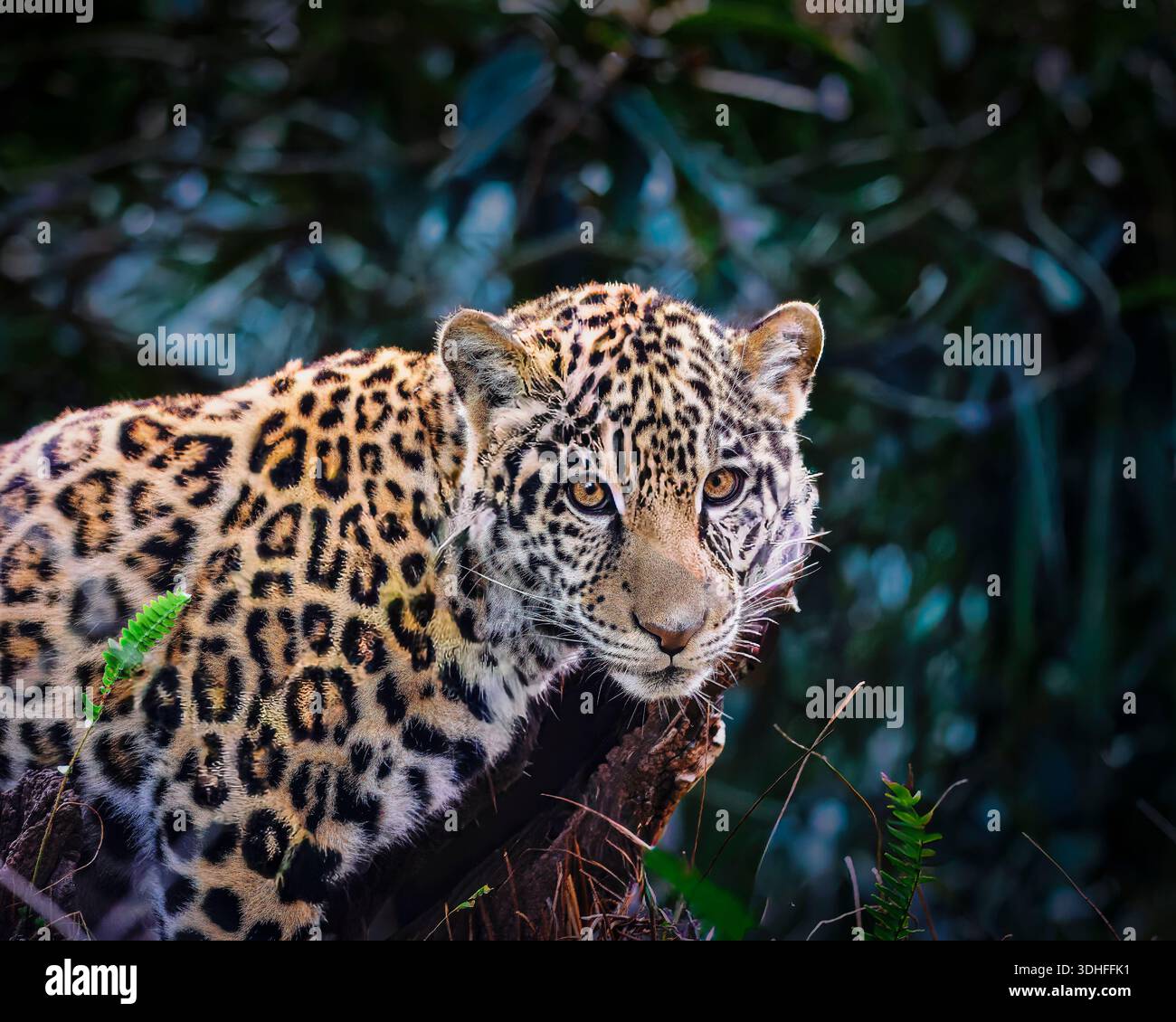 Un bébé jaguar est debout sur une branche d'arbre. Le bébé jaguar regarde la caméra Banque D'Images