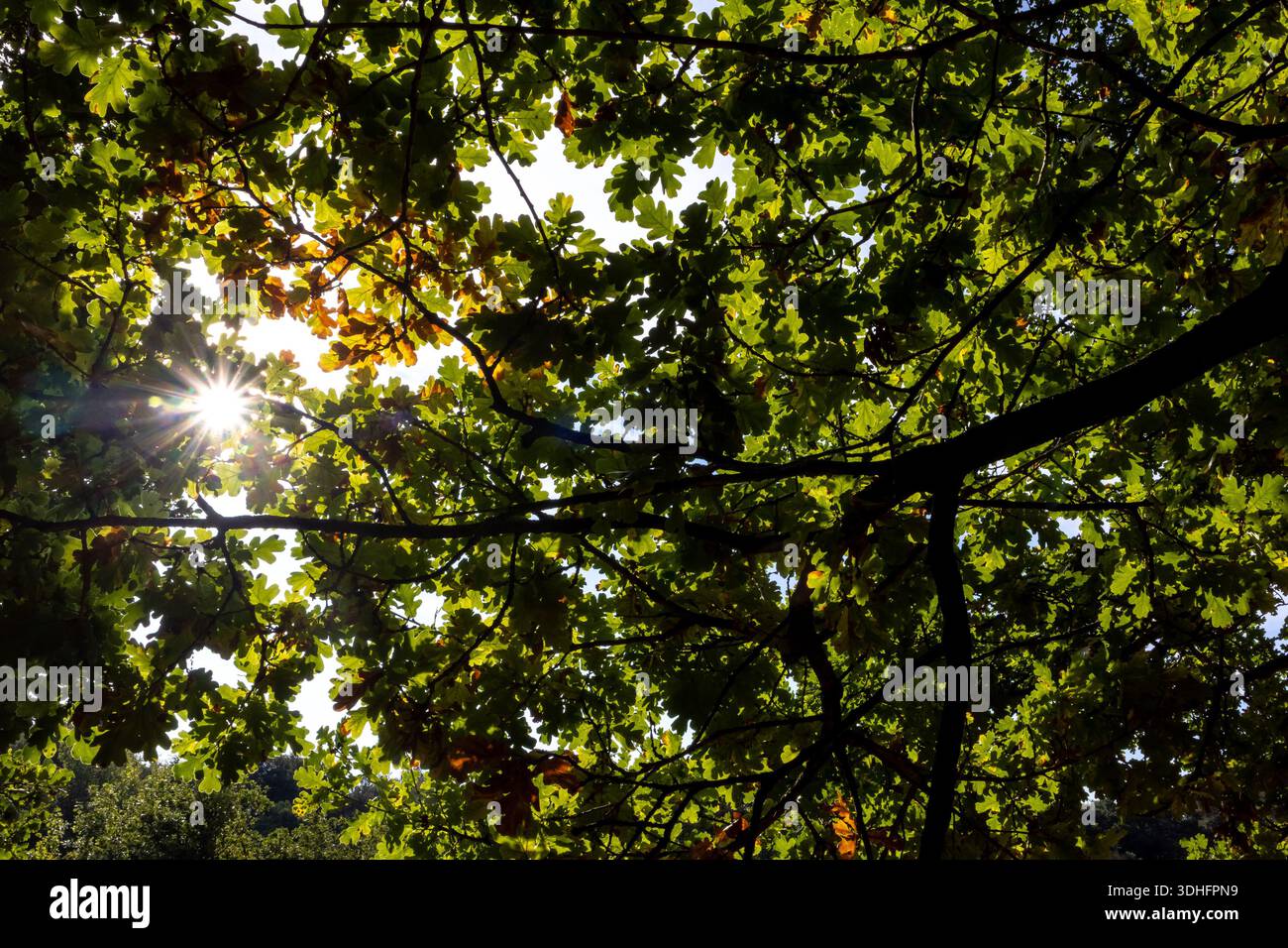 Filtrage de la lumière du soleil à travers la canopée verte dense des arbres avec des feuilles qui se chevauchent et des silhouettes ramifiées Banque D'Images