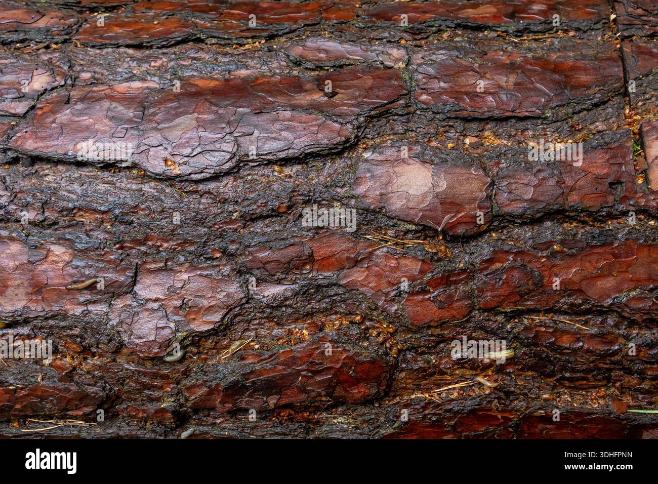 Gros plan d'écorce d'arbre altérée montrant des plaques stratifiées, des fissures et de riches détails de surface brun-rougeâtre Banque D'Images
