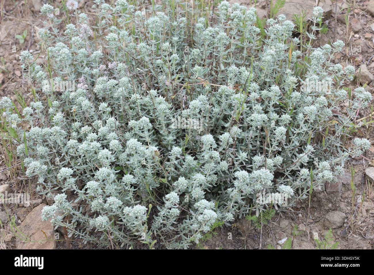 Felty germander (Teucrium polium) est une plante de sous-arbuste Banque D'Images