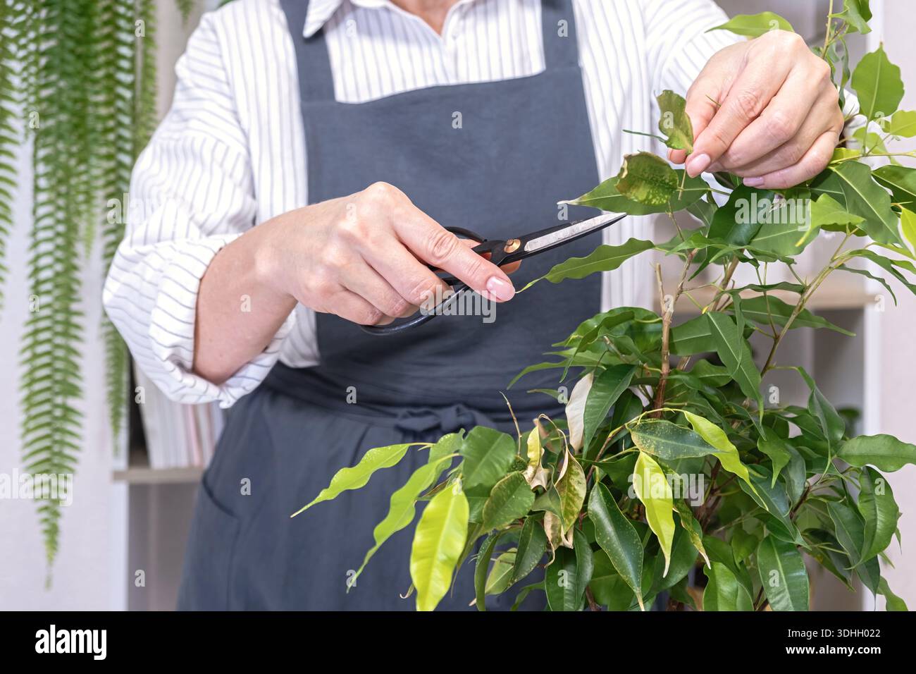 femme inspectant la feuille de ficus benjamina tachetée et se préparant à couper avec des ciseaux. concept de diagnostic et de soins de plante d'intérieur, intérieur lumineux de la maison b Banque D'Images