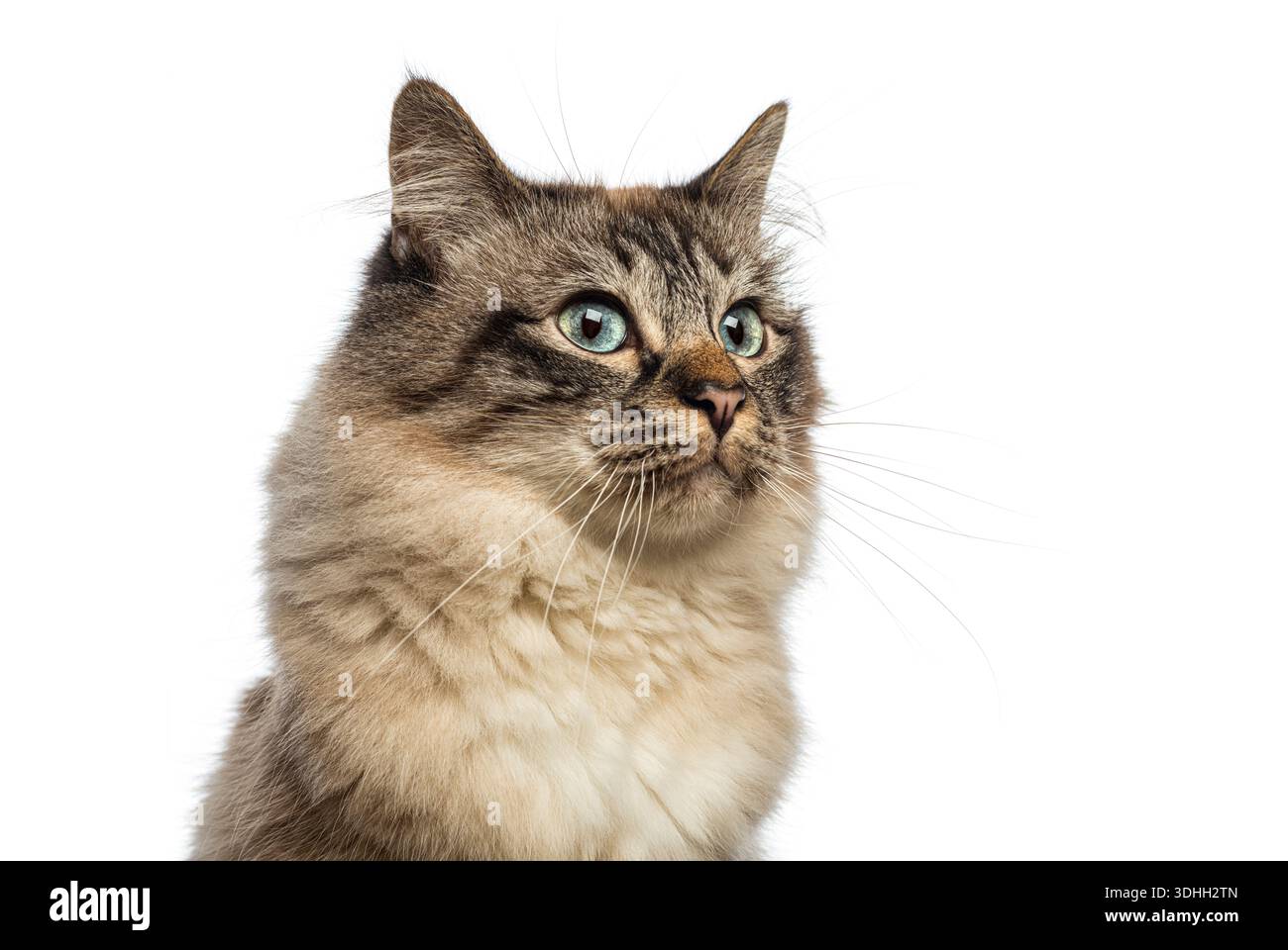 Gros plan d'un charmant chat Birman aux yeux bleus captivants, exprimant curiosité et émerveillement Banque D'Images