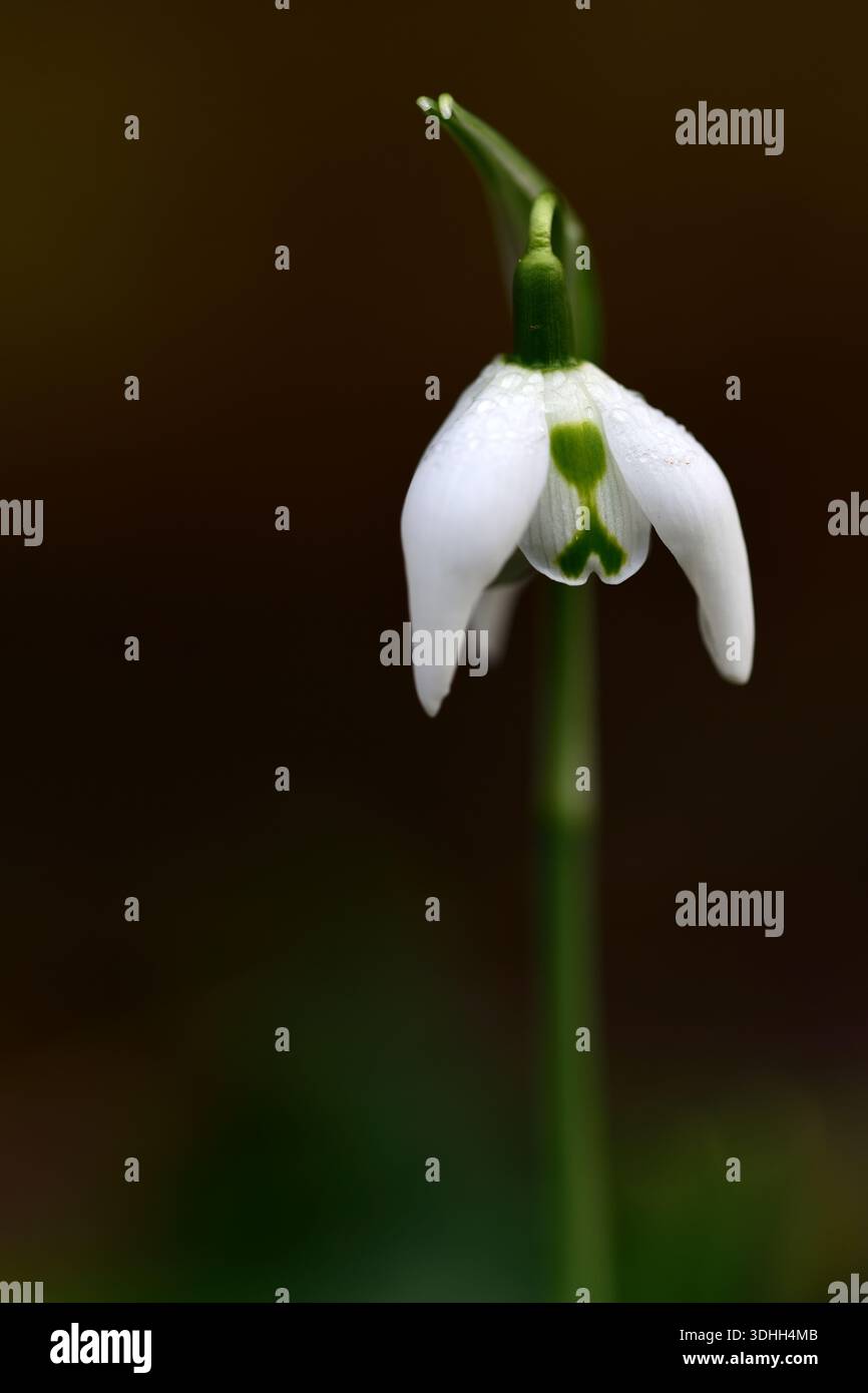 Galanthus Richard Ayers, double, goutte de neige, blanc, fleurs, marques vertes, fleur, gouttes de neige, printemps, floraison, bloom, double fleur, double fleur, Banque D'Images