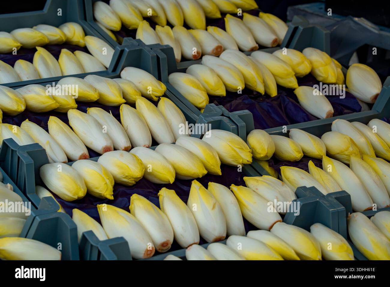 Witlof frais ou Endive belge exposé (à vendre) au Vrijdagmarkt 'marché du vendredi' sur la place de la ville à Gand, Flandre orientale, Belgique Banque D'Images