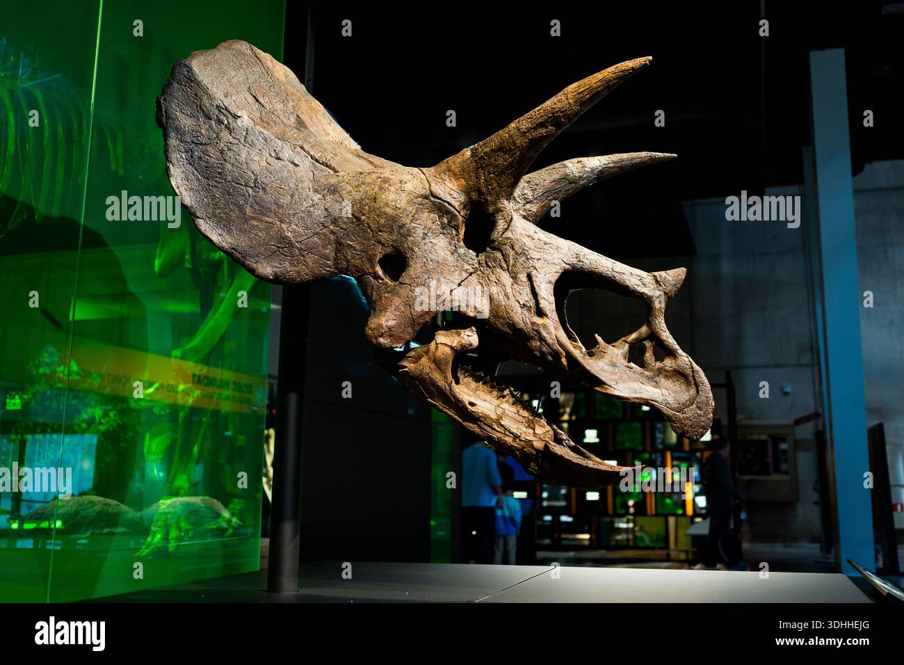 Triceratops crâne dans une exposition de musée à l'intérieur du musée Cosmocaixa, restes fossiles de dinosaures évolution et étude Banque D'Images