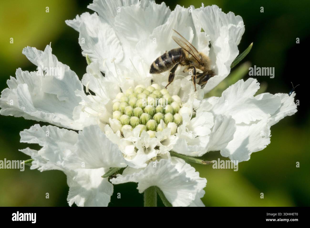 Scabiosa caucasica. Abeille de miel, Apis mellifera sur fleur blanche fleurissant dans le jardin. Gros plan, détail Banque D'Images
