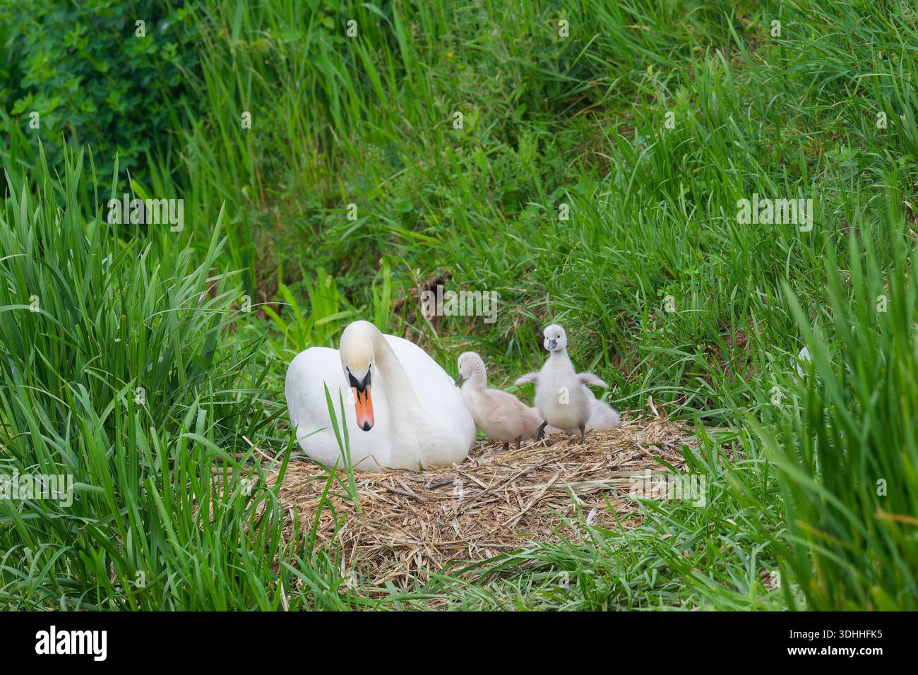 Cygne muet (Cygnus olor) dans le nid avec quatre poussins, Belgique Banque D'Images