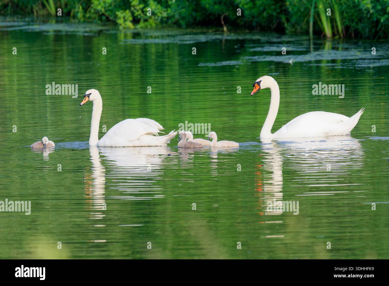 Couple de cygnes muets (Cygnus olor) nageant avec quatre poussins, Belgique Banque D'Images