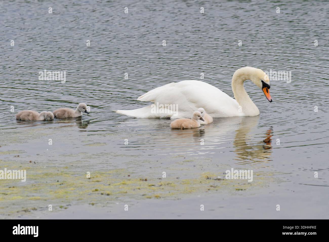 Couple de cygnes muets (Cygnus olor) nageant avec quatre poussins, Belgique Banque D'Images