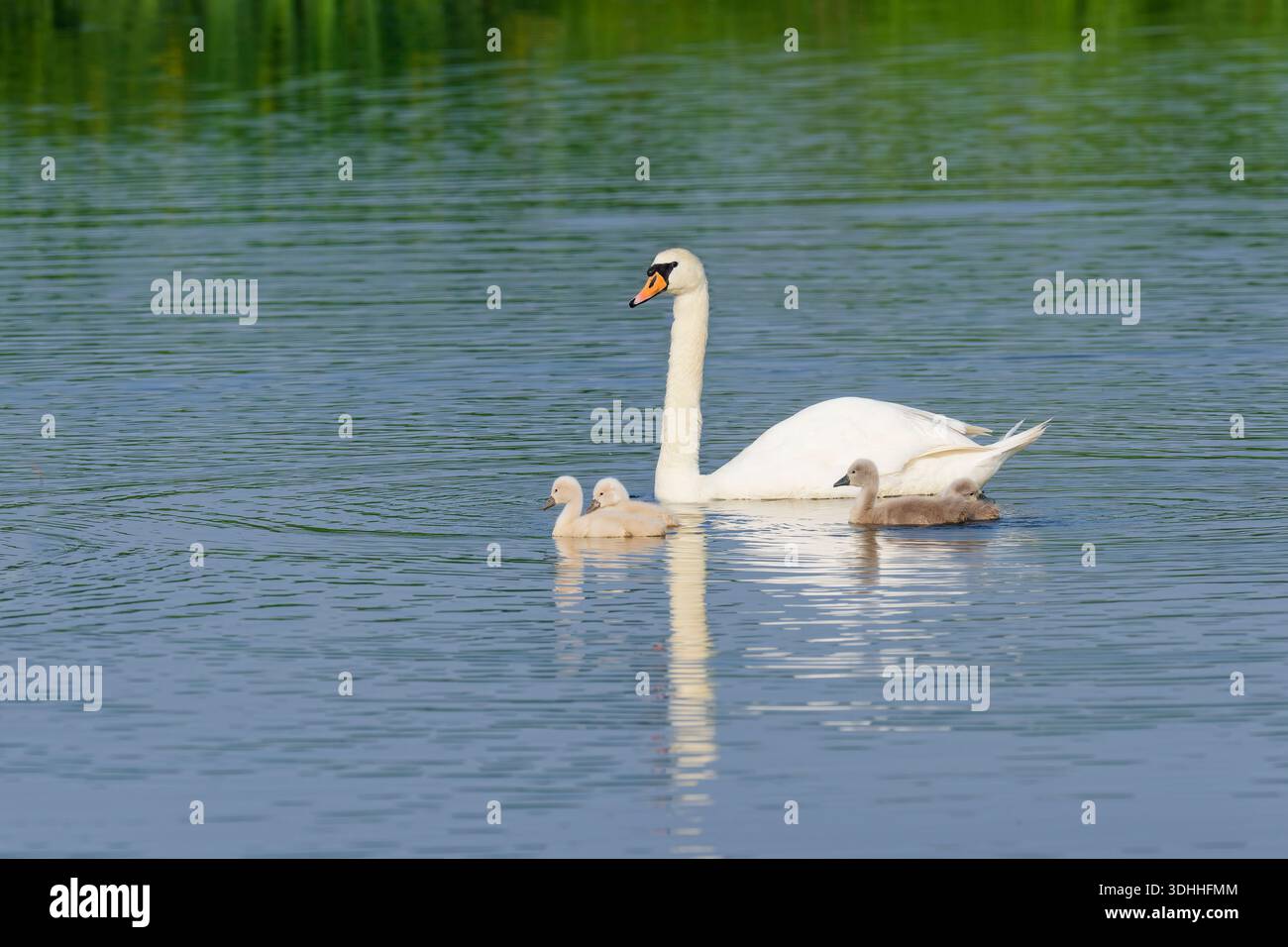 Couple de cygnes muets (Cygnus olor) nageant avec quatre poussins, Belgique Banque D'Images