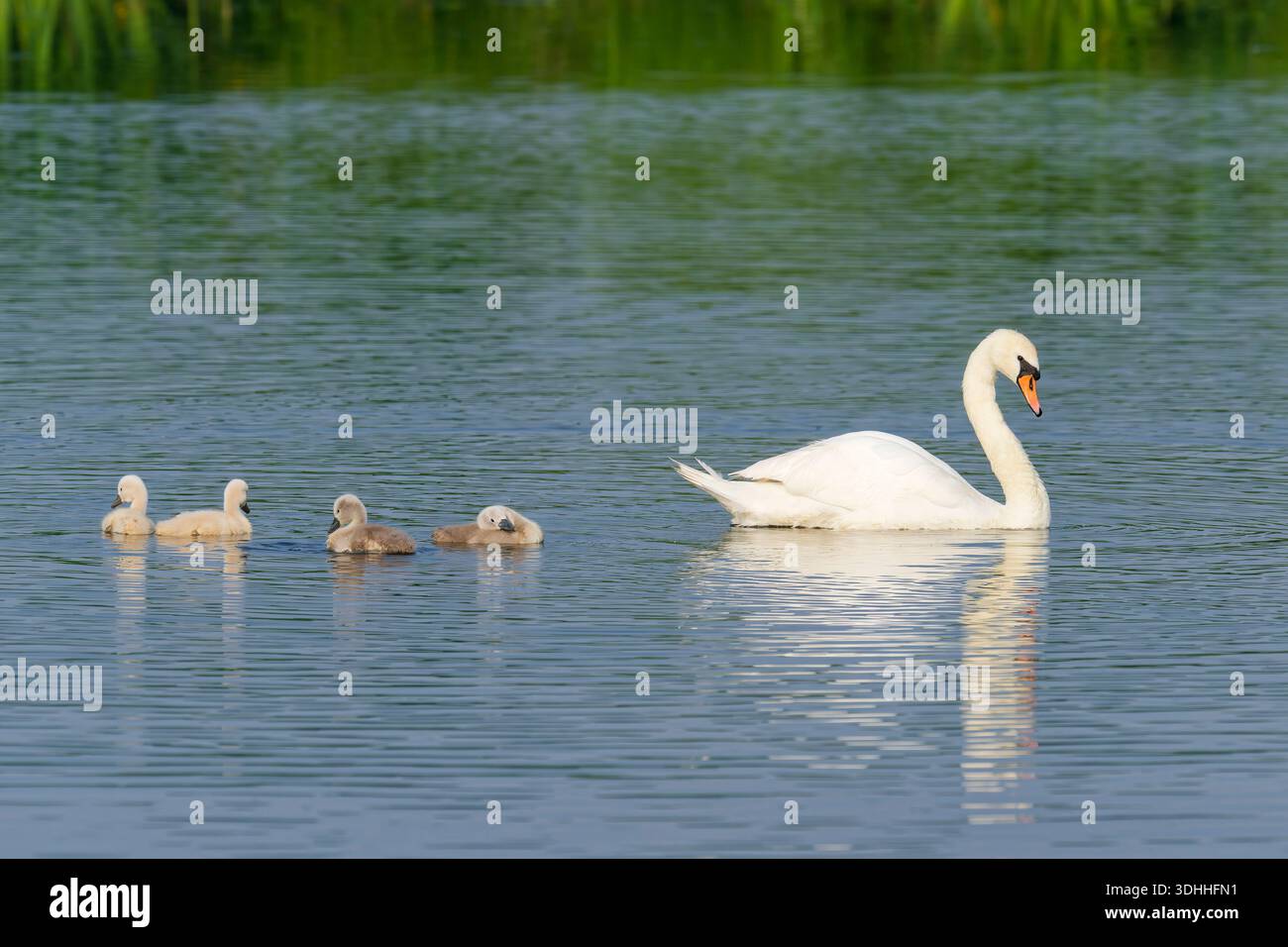 Couple de cygnes muets (Cygnus olor) nageant avec quatre poussins, Belgique Banque D'Images