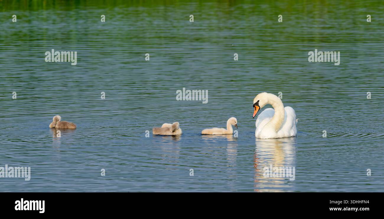 Couple de cygnes muets (Cygnus olor) nageant avec quatre poussins, Belgique Banque D'Images