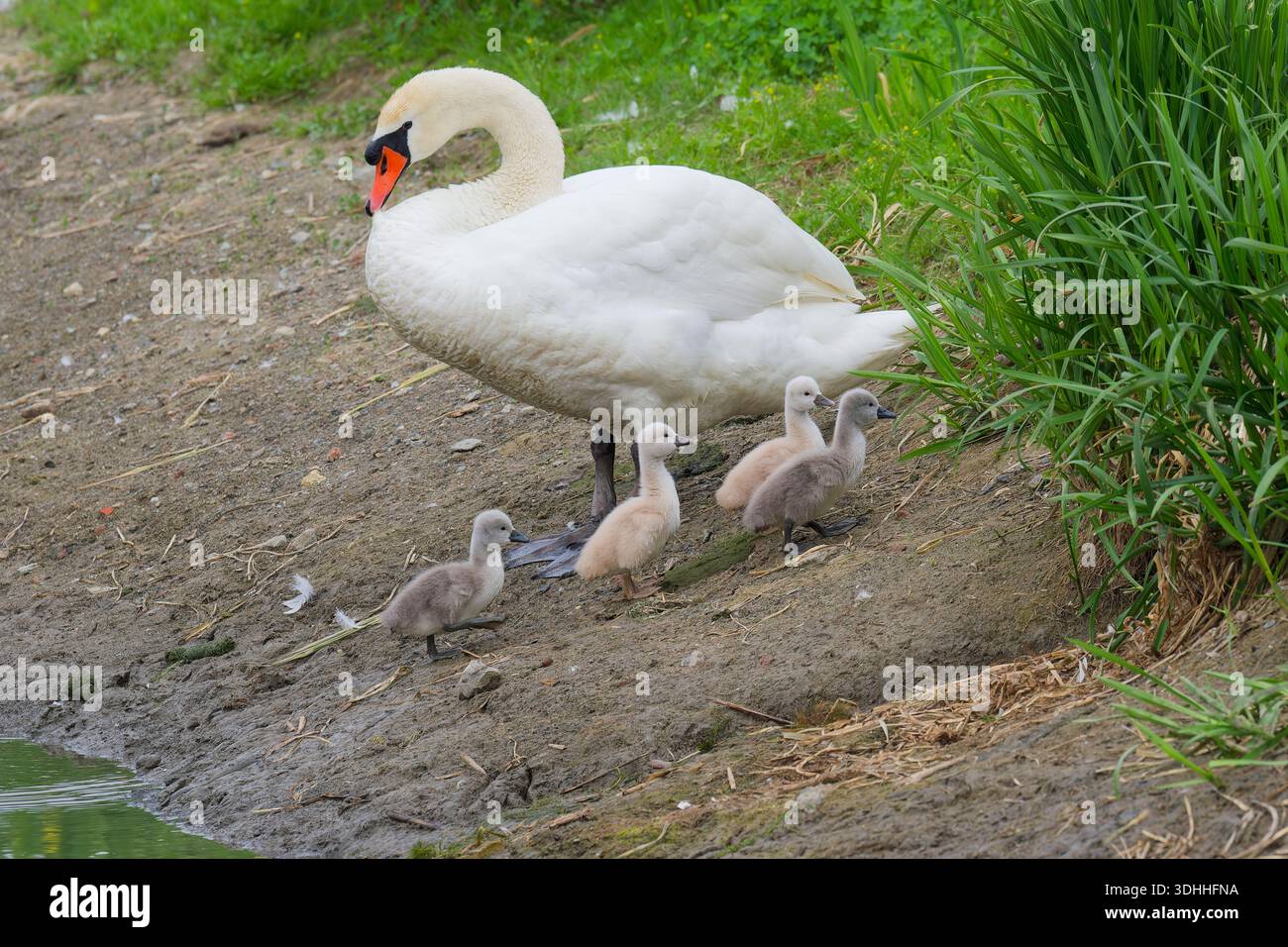 Cygne muet (Cygnus olor) sur la rive avec quatre poussins, Belgique Banque D'Images