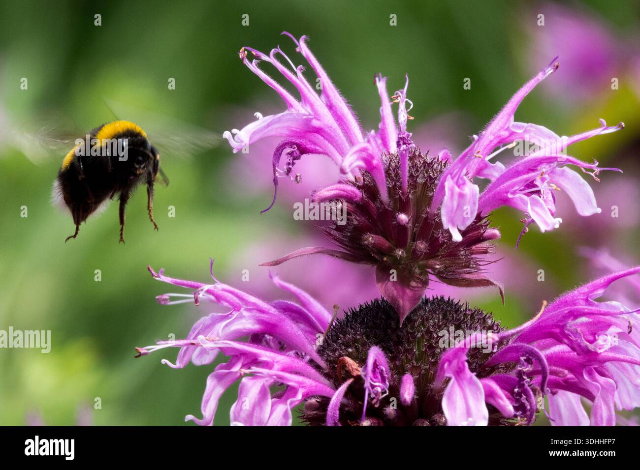 Un bourdon (Bombus) volant vers un baume d'abeille pourpre (Monarda) fleurit dans un jardin extérieur sur un fond vert flou. Banque D'Images