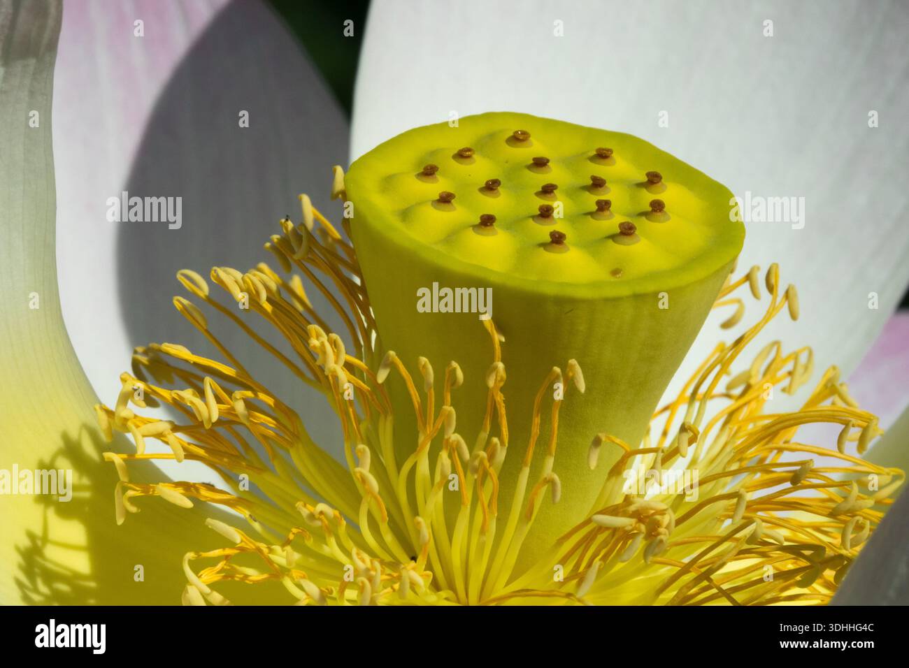 Fleur de tête de graine Fermer Sacred Lotus Nelumbo nucifera Banque D'Images