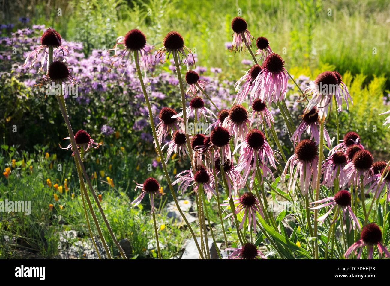 Un groupe de coneflowers violets pâles (Echinacea pallida) avec des pétales tombants et des centres brun foncé fleurissant dans un jardin extérieur. Banque D'Images