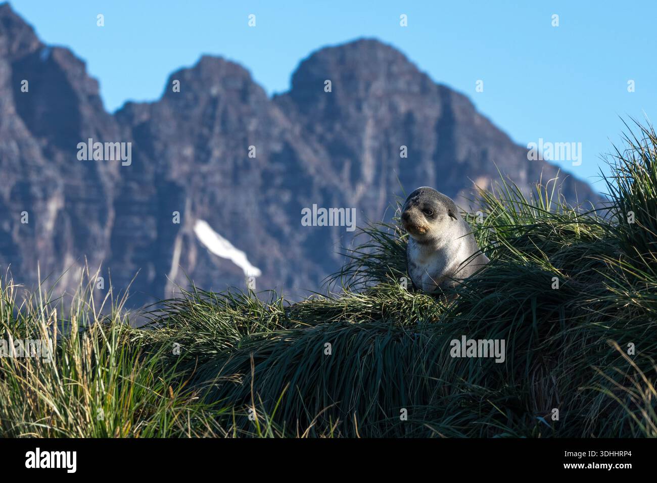Otaries à fourrure de l'Antarctique (Arctocephalus gazella), baie de possession, Géorgie du Sud. Banque D'Images
