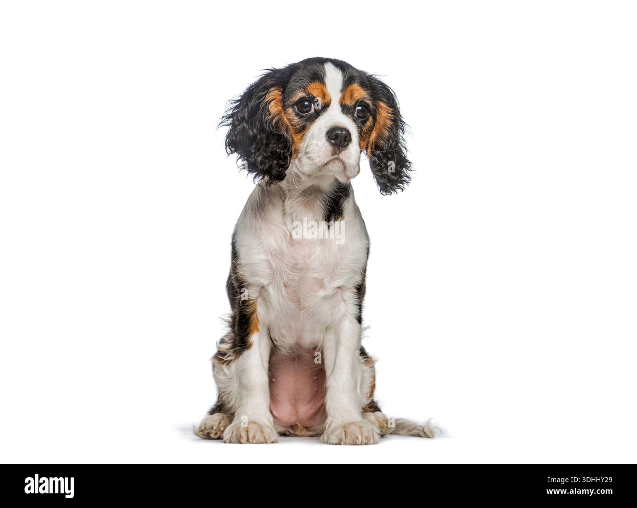 Chiot cavalier tricolore assis calmement, regardant vers l'avant, isolé sur blanc Banque D'Images