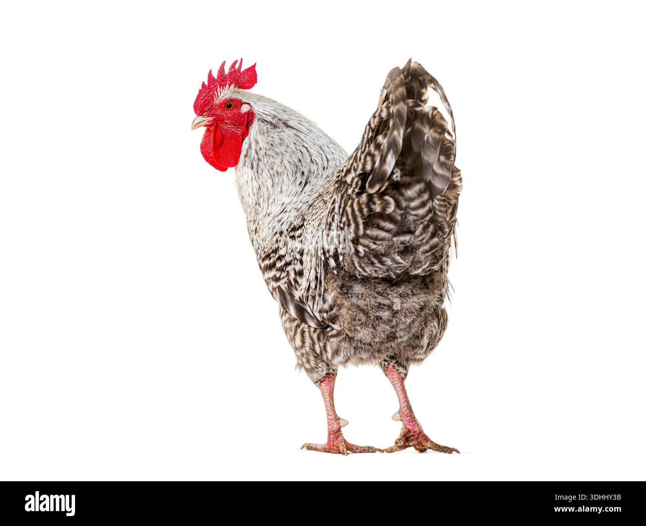 Coq debout avec des plumes noires et blanches sur fond blanc pur Banque D'Images