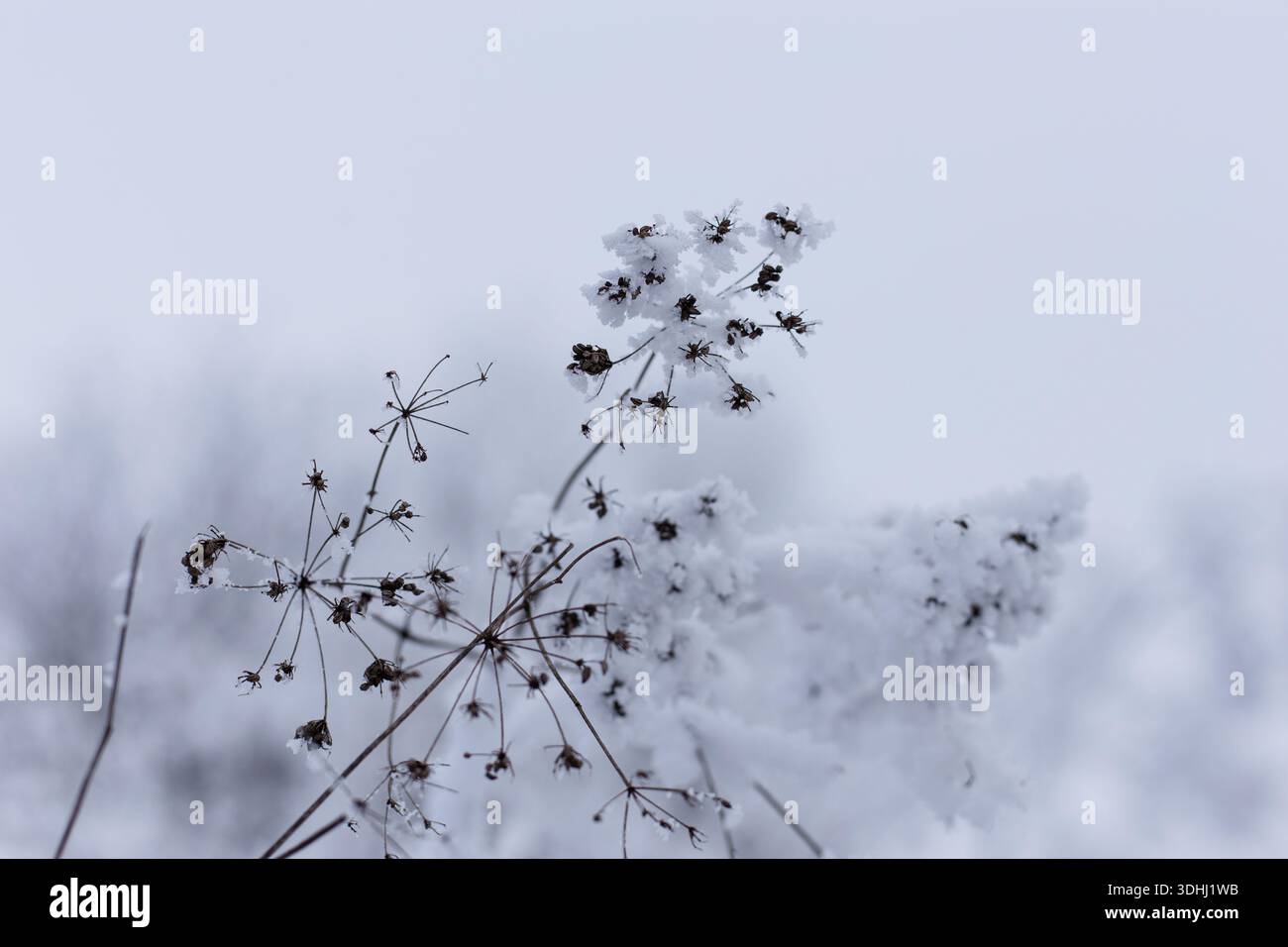 Gros plan d'une plante congelée un jour froid d'hiver Banque D'Images