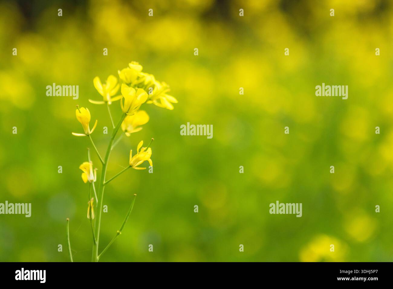Gros plan de fleur de moutarde jaune Banque D'Images