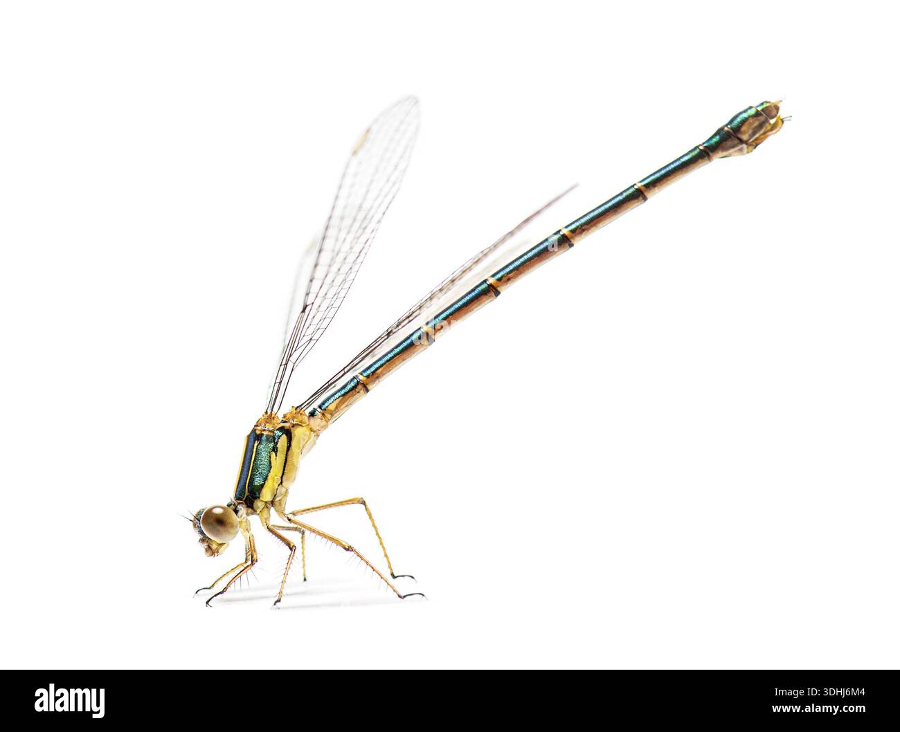Femelle chalcolestes viridis, également connue sous le nom de damoiselle émeraude saule, isolée sur blanc Banque D'Images