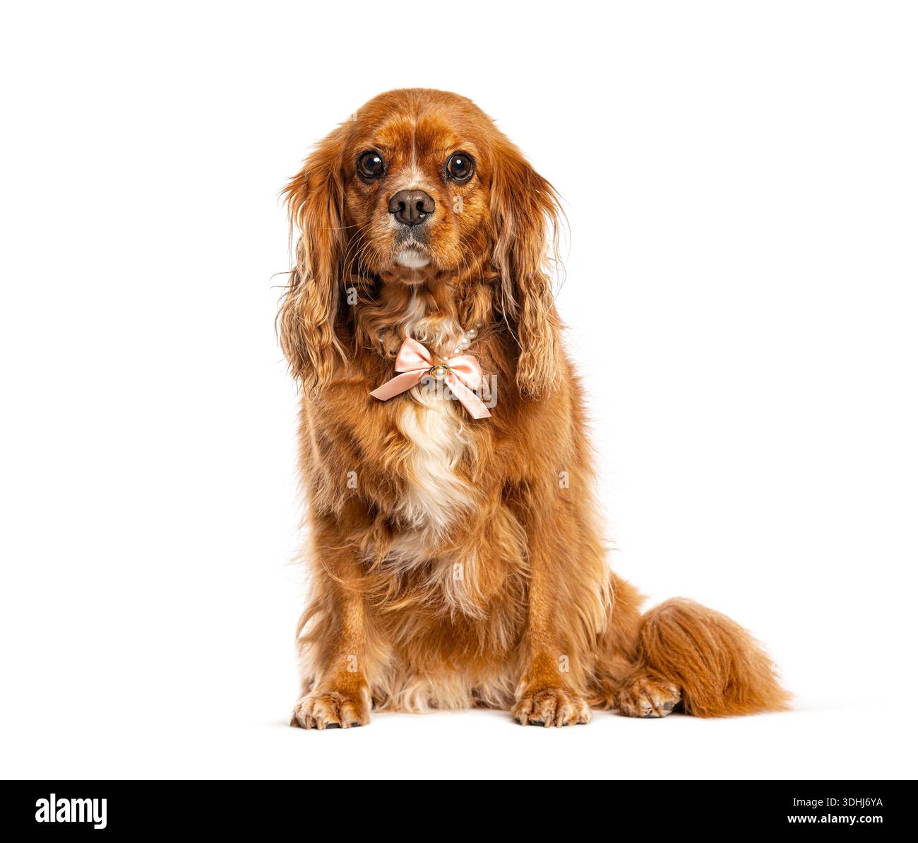 Chien Cavalier roi charles Spaniel portant un noeud papillon rose et collier de perles Banque D'Images