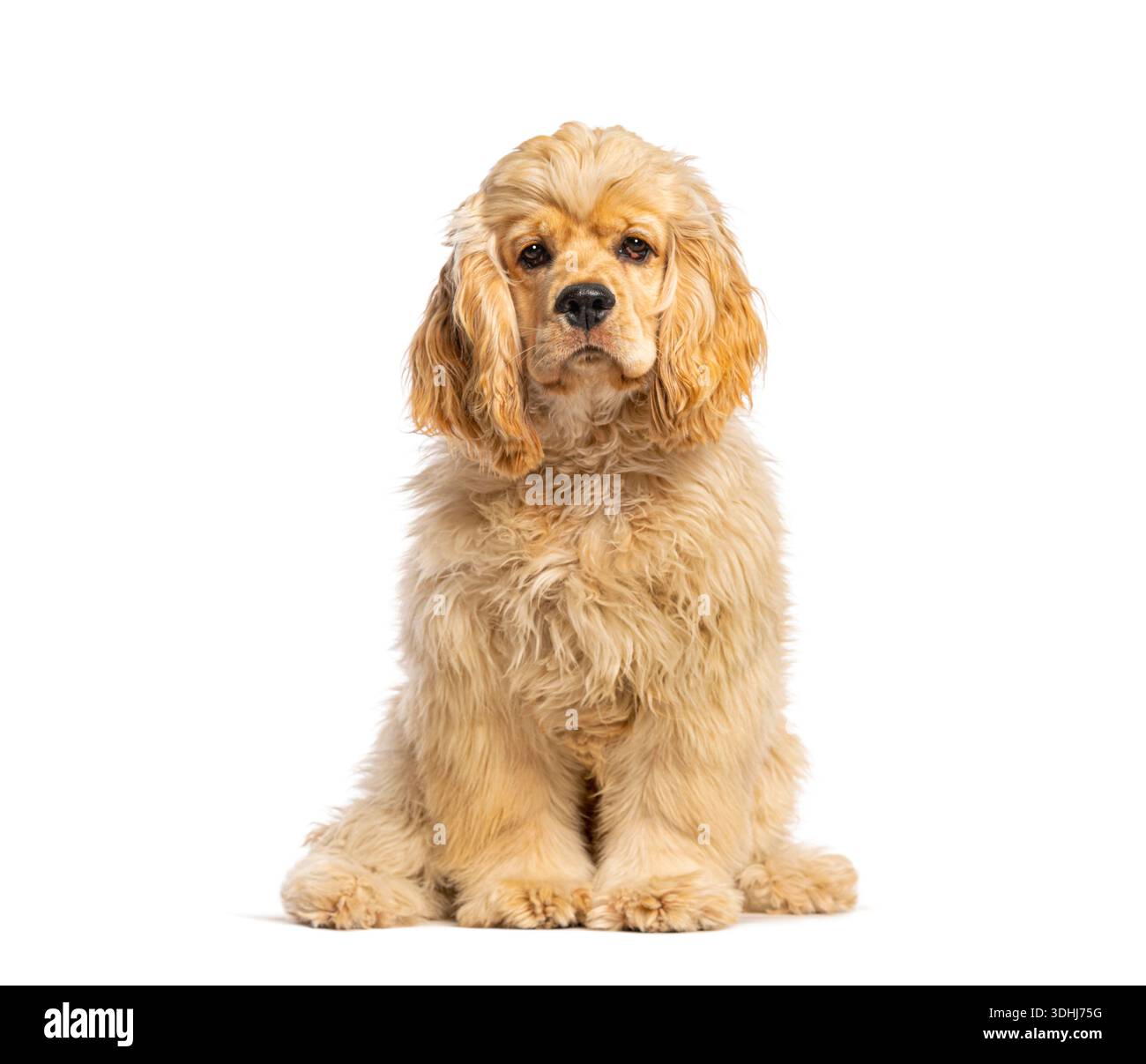 Adorable crème american cocker spaniel chien chiot assis et regardant la caméra Banque D'Images