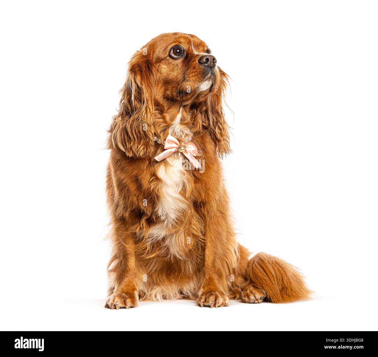 Cavalier roi charles Spaniel chien portant un noeud papillon rose assis sur un fond blanc Banque D'Images