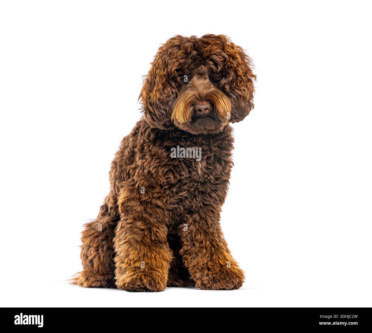 Chiot labradoodle brun assis avec une fourrure bouclée sur un fond blanc propre Banque D'Images