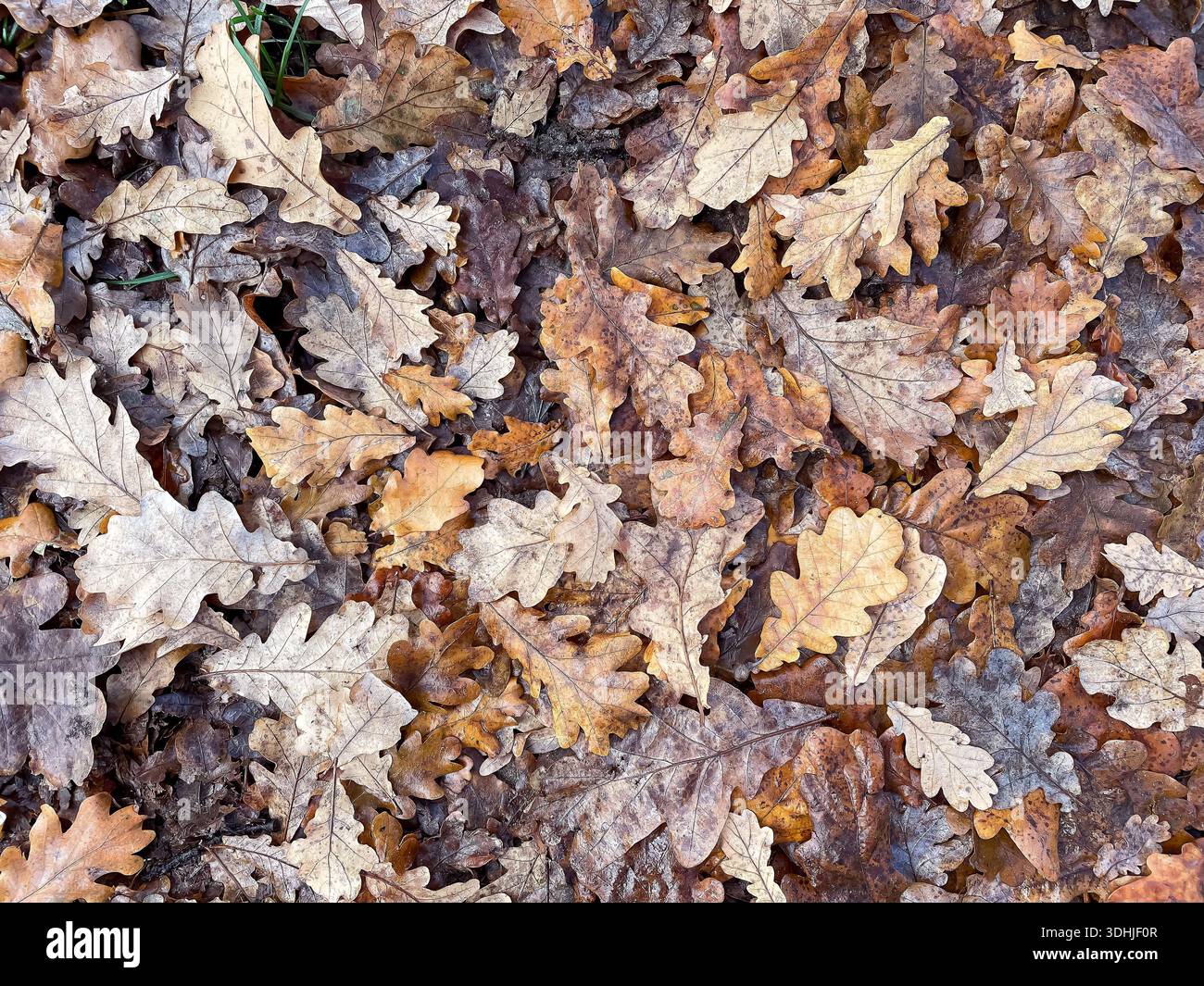 Les feuilles de chêne tombées forment un épais tapis coloré sur le sol pendant l'automne Banque D'Images
